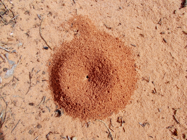 Ant holes, Arches NP